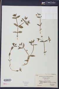 Stellaria puber image