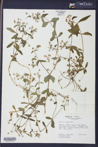 Stellaria puber image