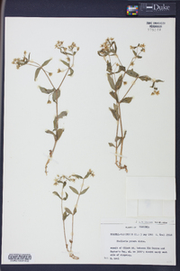 Stellaria puber image