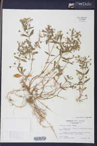 Stellaria puber image