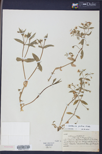 Stellaria puber image