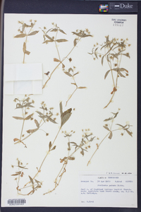 Stellaria puber image