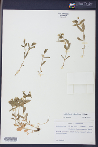 Stellaria puber image