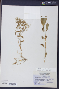 Stellaria puber image