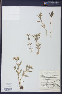 Stellaria puber image