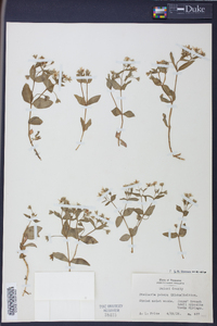 Stellaria puber image