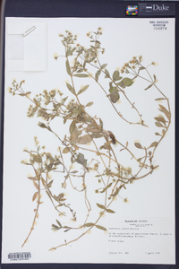 Stellaria puber image
