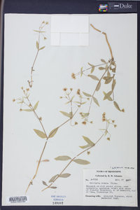 Stellaria puber image