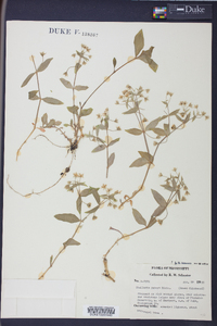 Stellaria puber image