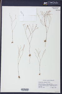 Stipulicida setacea image
