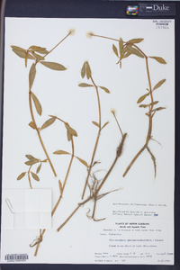 Alternanthera philoxeroides image