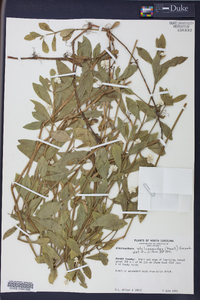 Alternanthera philoxeroides image