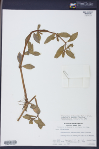 Alternanthera philoxeroides image