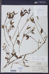 Alternanthera flavescens image