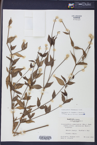 Alternanthera flavescens image