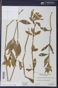 Alternanthera philoxeroides image