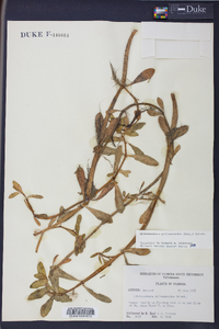 Alternanthera philoxeroides image