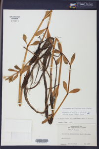 Alternanthera philoxeroides image