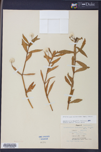 Alternanthera philoxeroides image