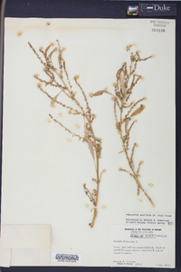 Amaranthus australis image