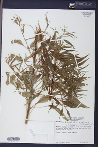 Amaranthus australis image