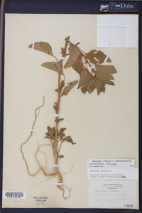 Amaranthus hybridus image