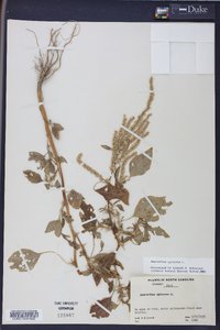 Amaranthus spinosus image