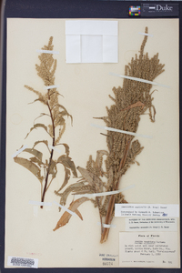 Amaranthus australis image