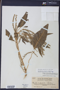 Amaranthus australis image