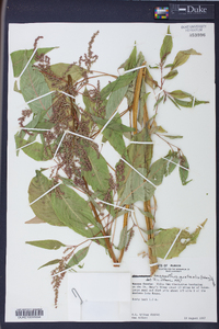 Amaranthus australis image