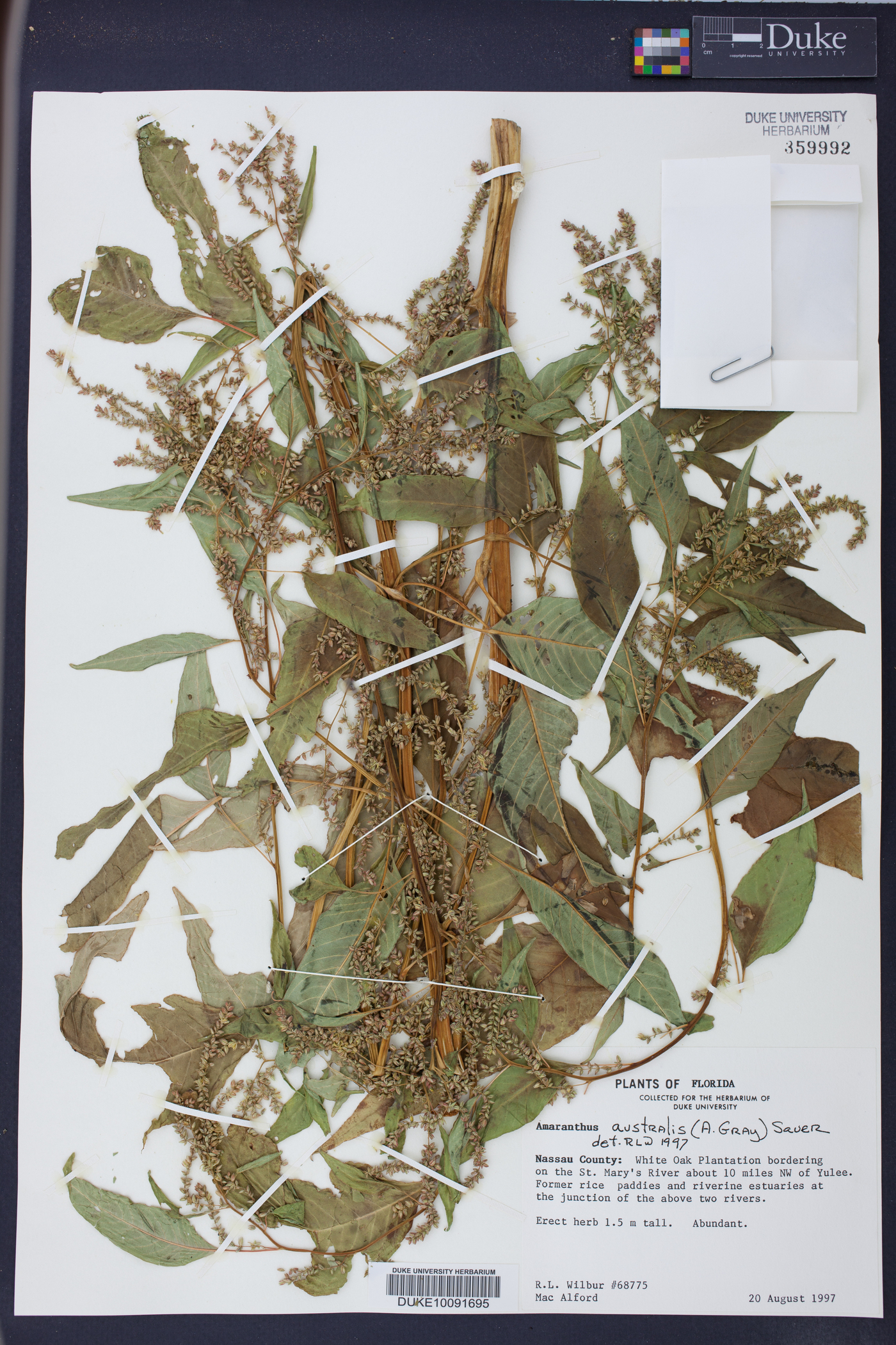 Amaranthus australis image