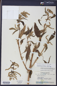 Amaranthus australis image