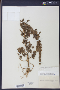 Amaranthus hybridus image