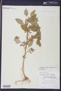 Amaranthus hybridus image