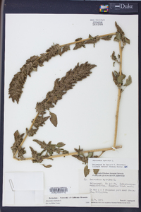 Amaranthus hybridus image