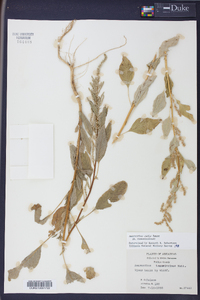 Amaranthus tuberculatus image