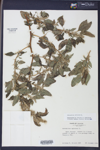 Amaranthus spinosus image