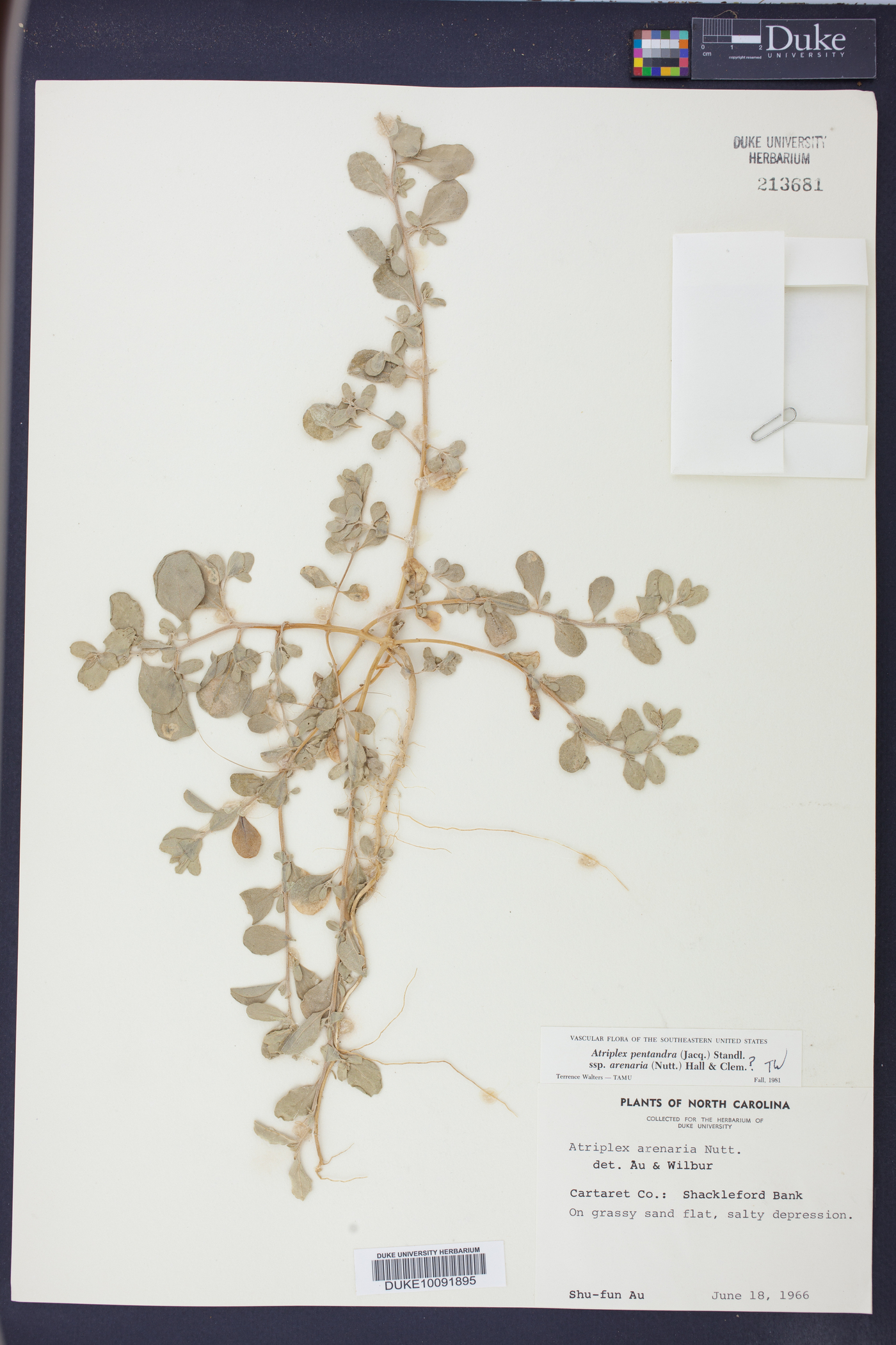 Atriplex mucronata image