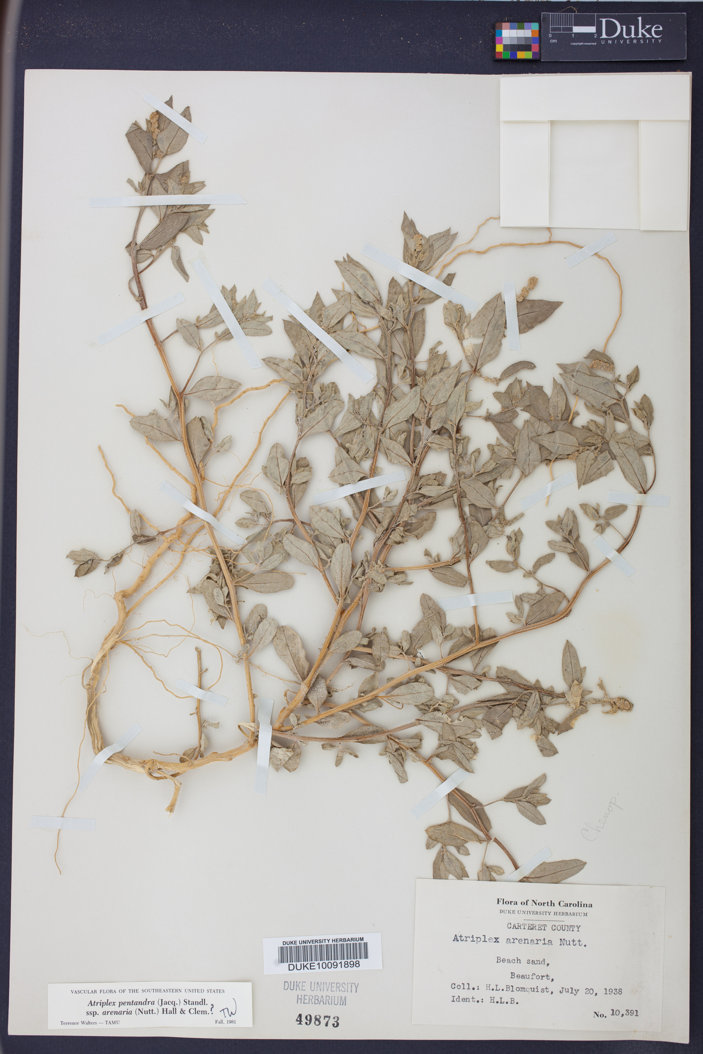 Atriplex mucronata image