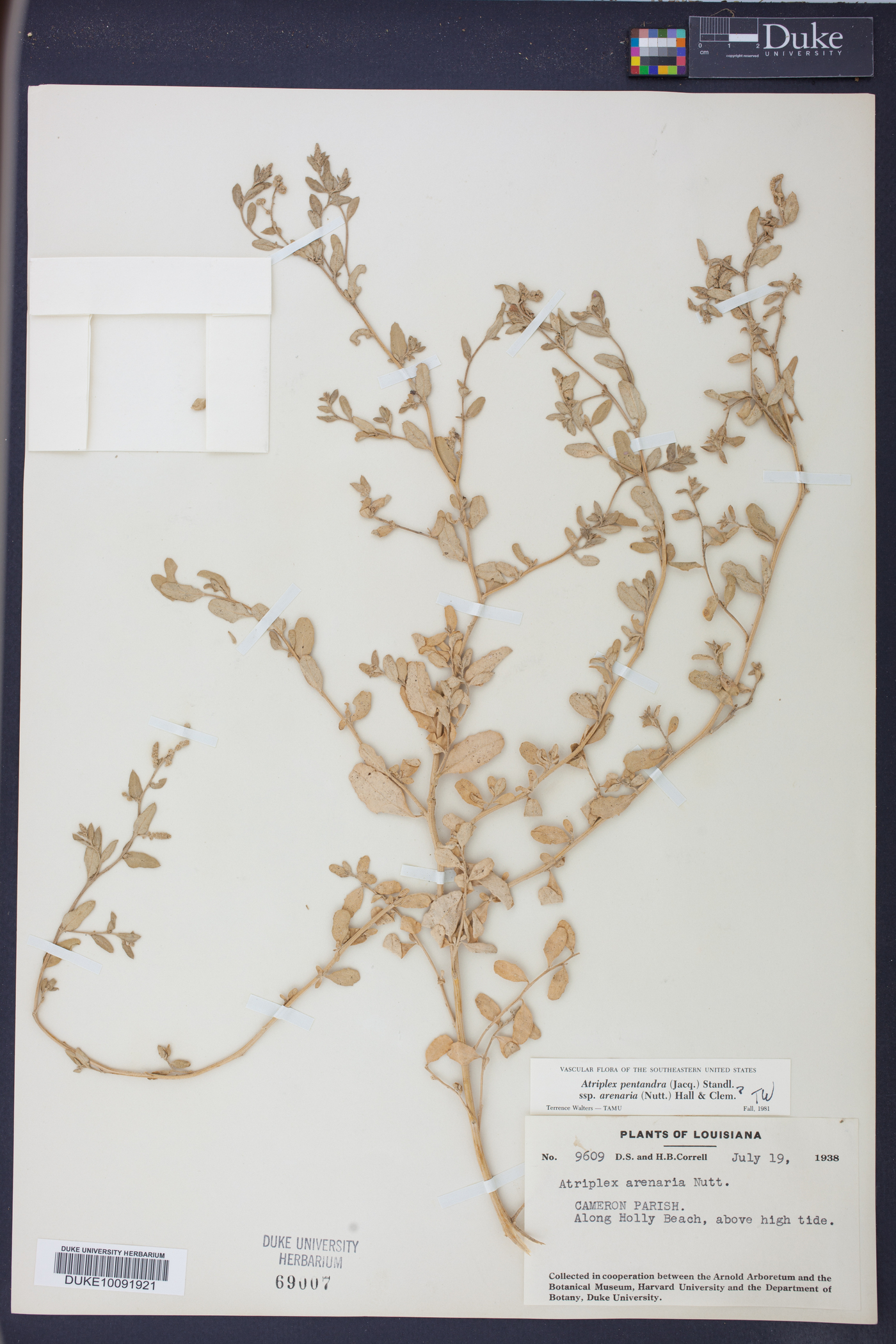Atriplex mucronata image
