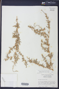 Atriplex pentandra image