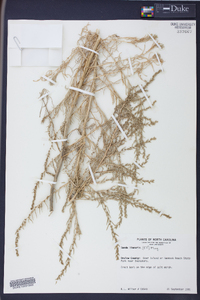 Chenopodium leptophyllum image