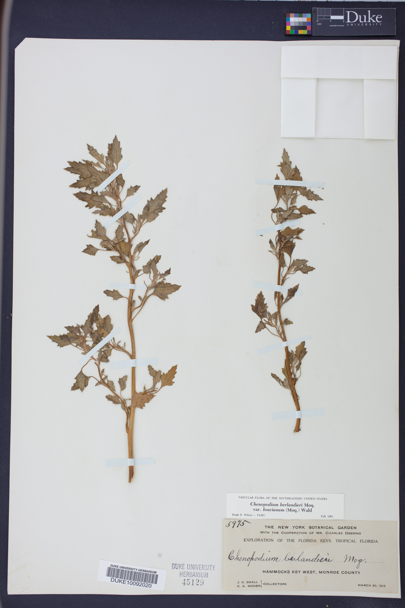 Chenopodium berlandieri var. boscianum image