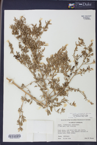 Chenopodium berlandieri var. boscianum image