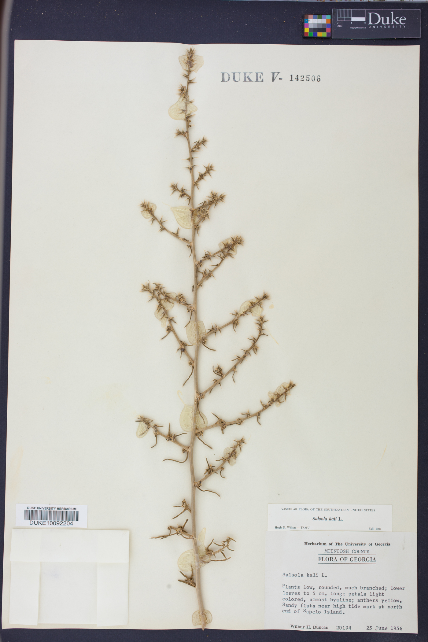 Salsola kali image
