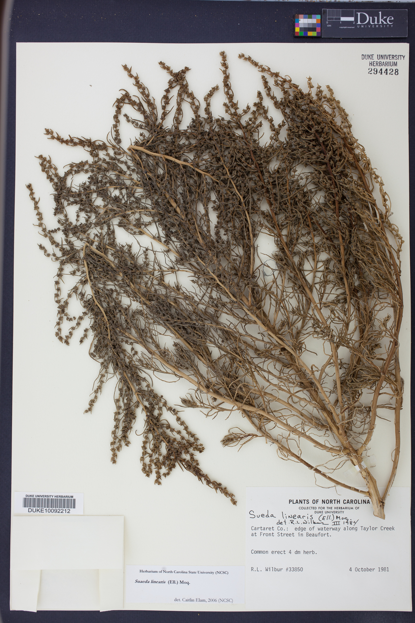 Suaeda linearis image