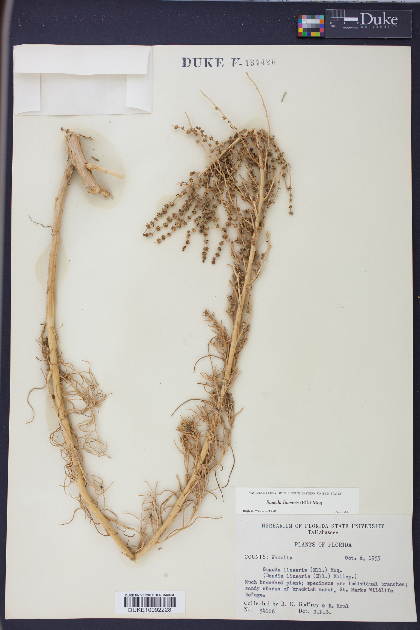 Suaeda linearis image