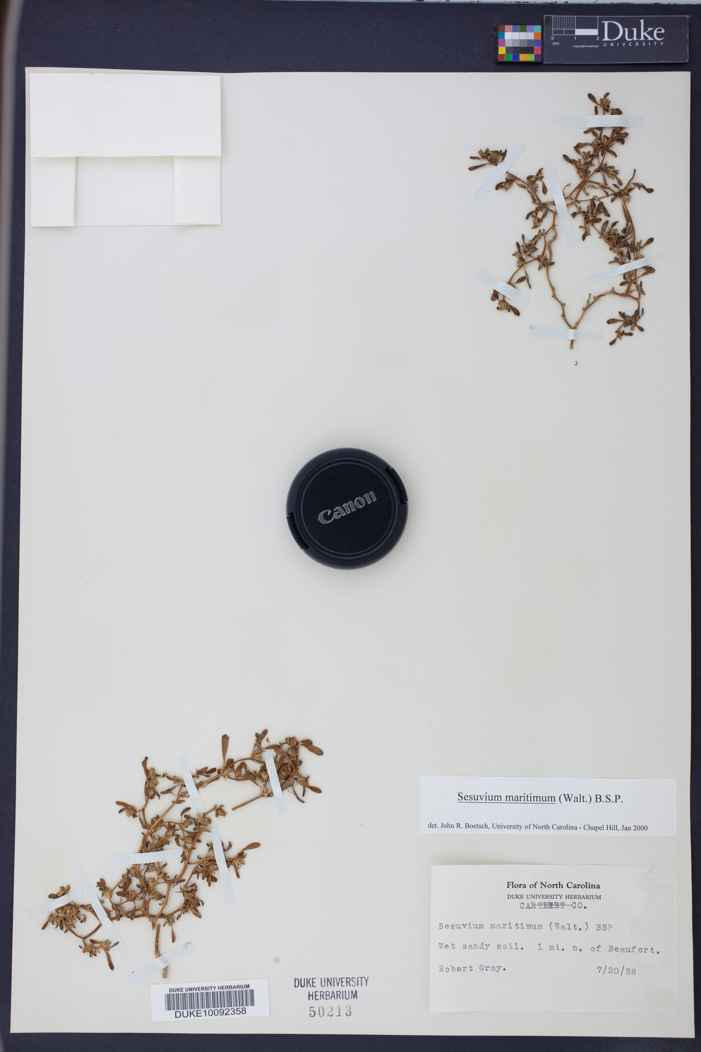 Sesuvium maritimum image