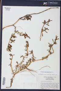 Sesuvium portulacastrum image