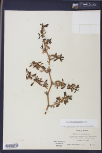 Sesuvium portulacastrum image